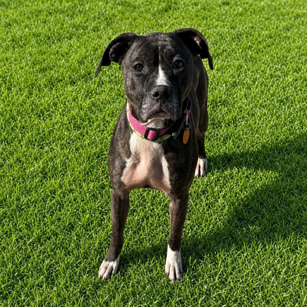 Tawny, Adoptable, Adult Female Boxer.