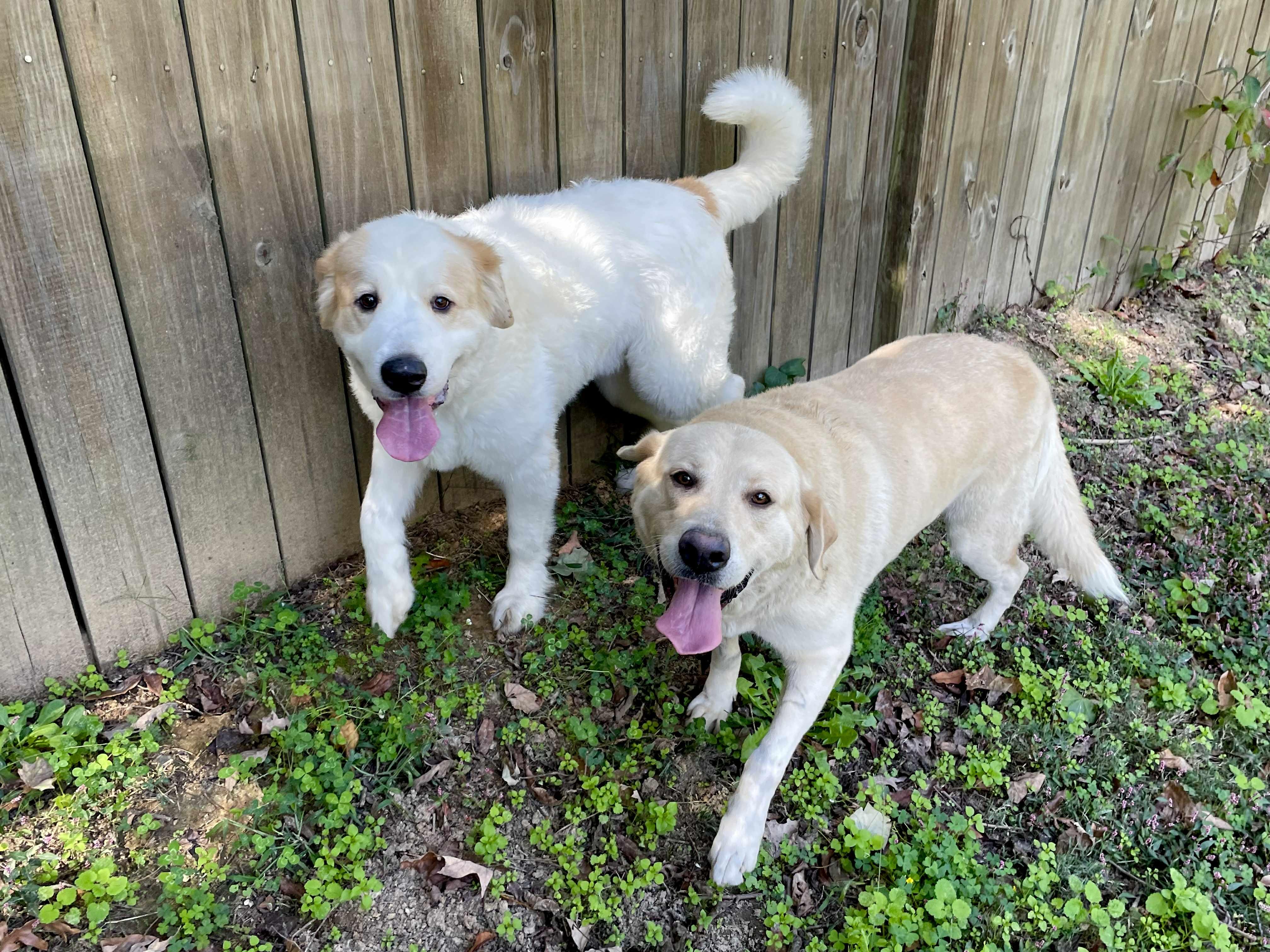Enlarge Sadie, a Adopted mixed breed in Indian Mound, TN image 2/3