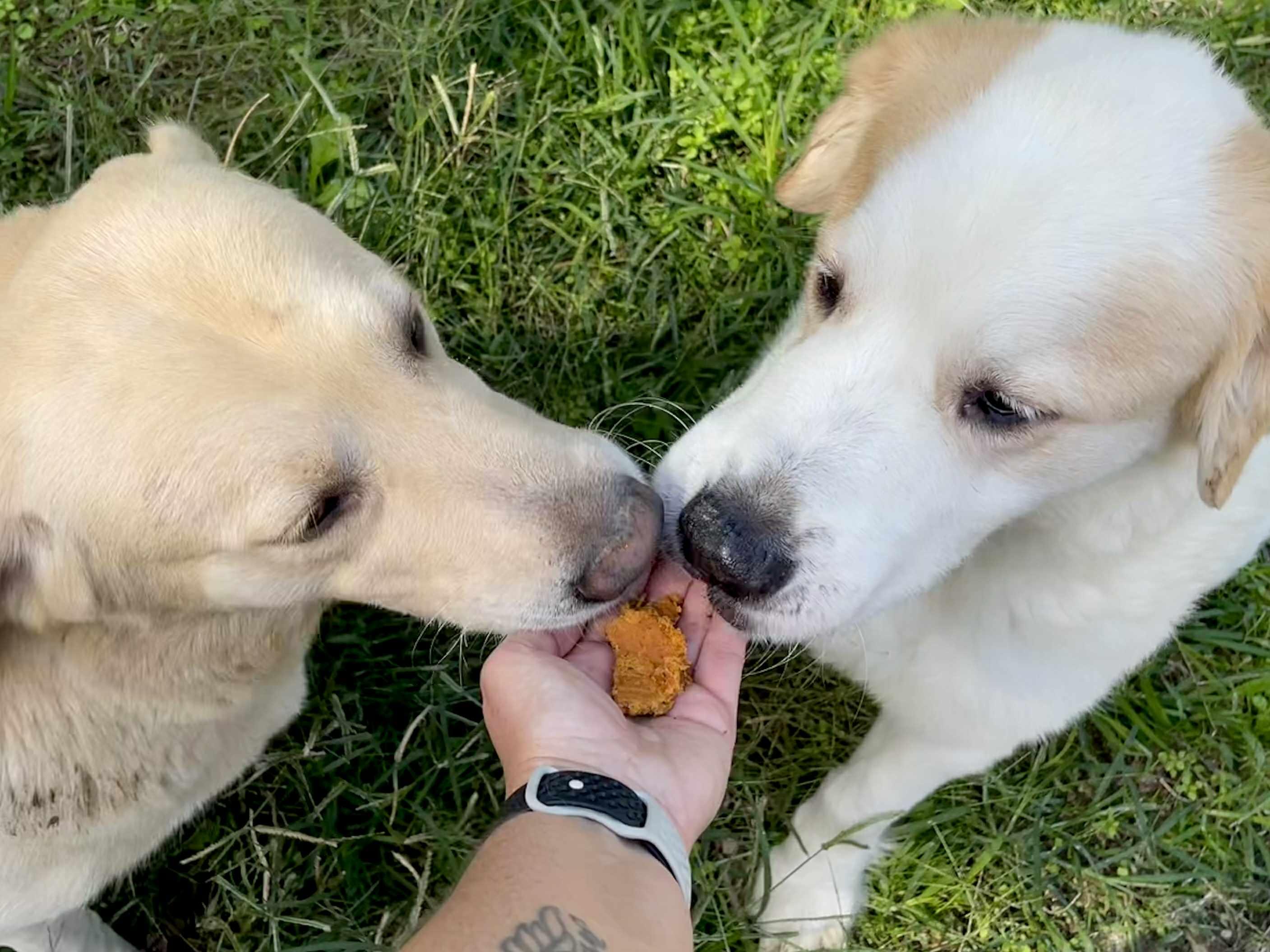 Enlarge Sadie, a Adopted mixed breed in Indian Mound, TN image 3/3