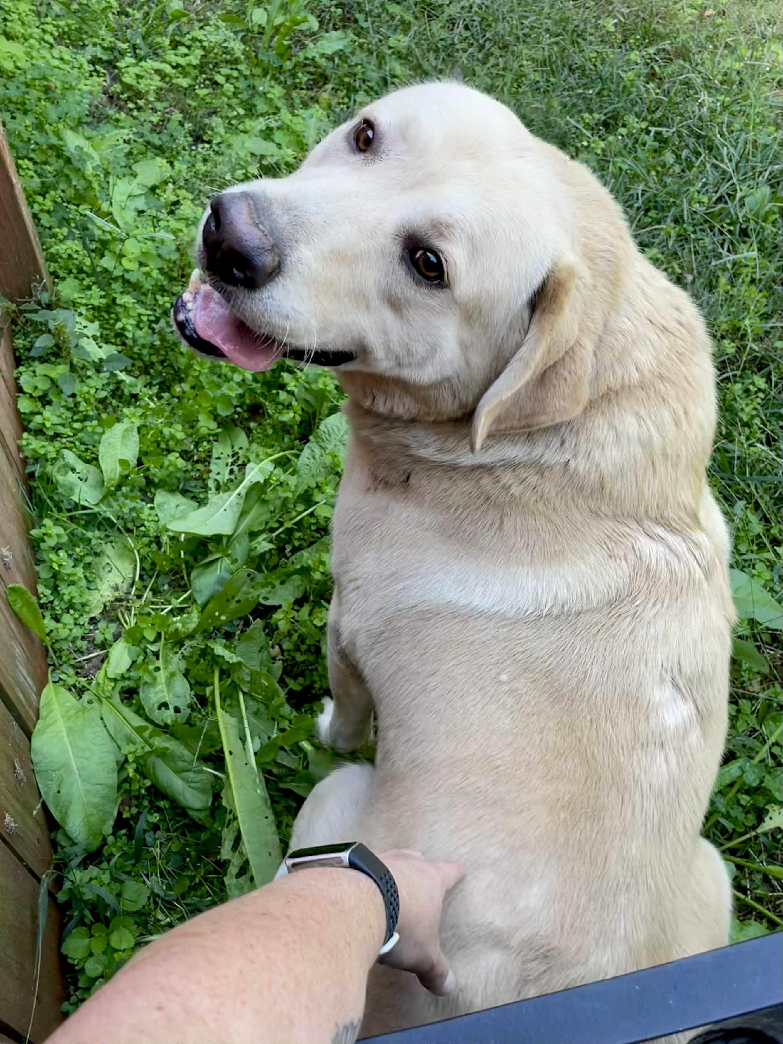 Enlarge Sadie, a Adopted mixed breed in Indian Mound, TN image 1/3