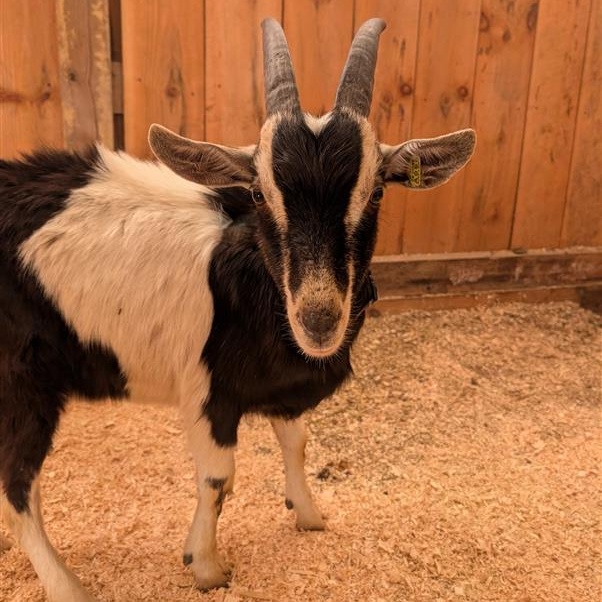 Enlarge Panda, a ADOPTABLE Alpine in Cooperstown, NY image 1/2