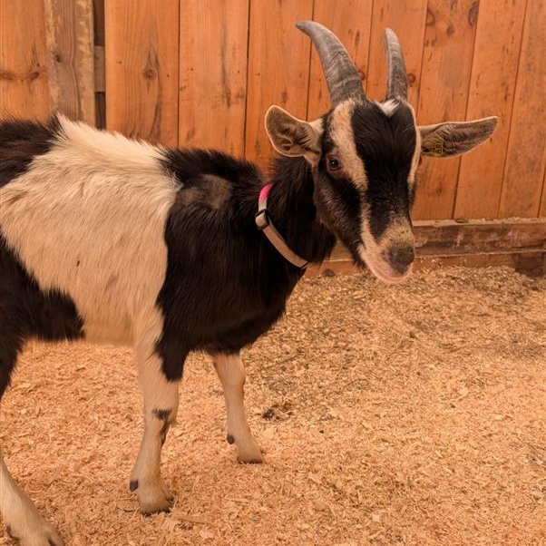Enlarge Panda, a ADOPTABLE Alpine in Cooperstown, NY image 2/2