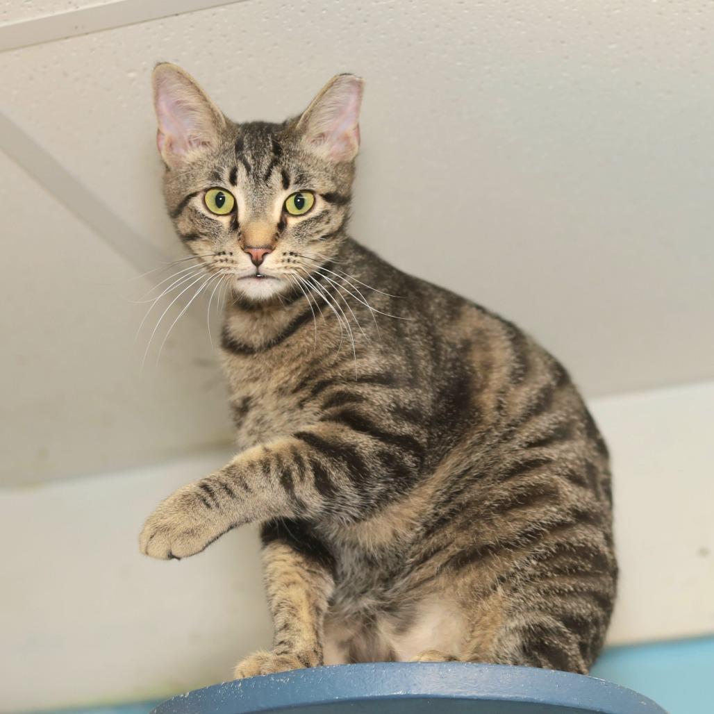 Clarke, a Adoptable Domestic Short Hair in Evansville, IN image 1/6