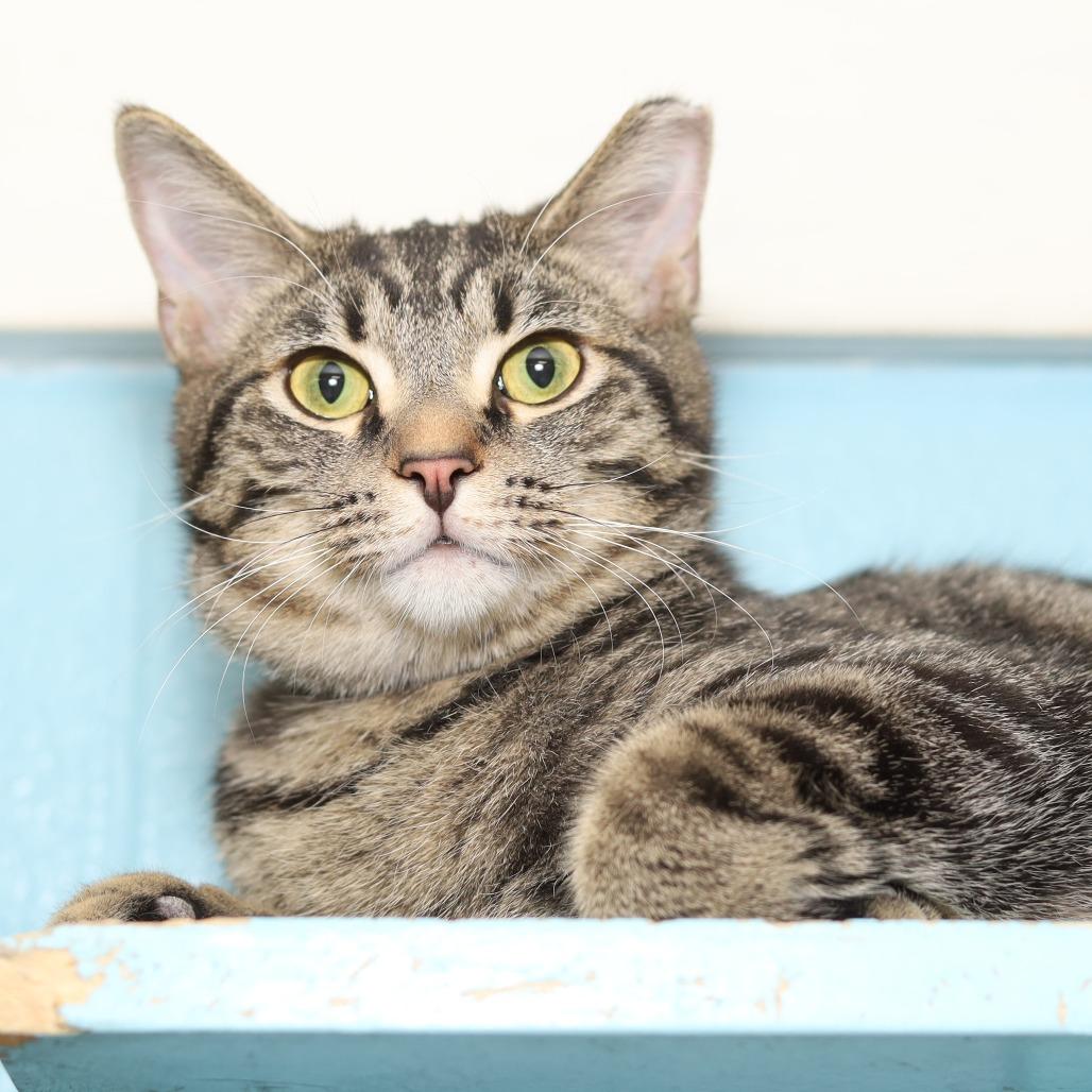 Clarke, a Adoptable Domestic Short Hair in Evansville, IN image 1/3