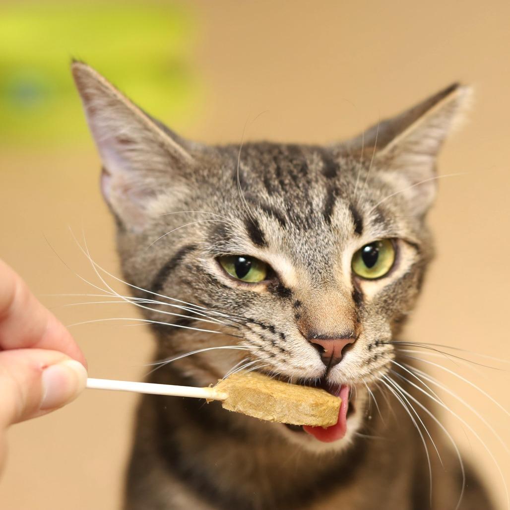 Enlarge Clarke, a Adoptable Domestic Short Hair in Evansville, IN image 2/6