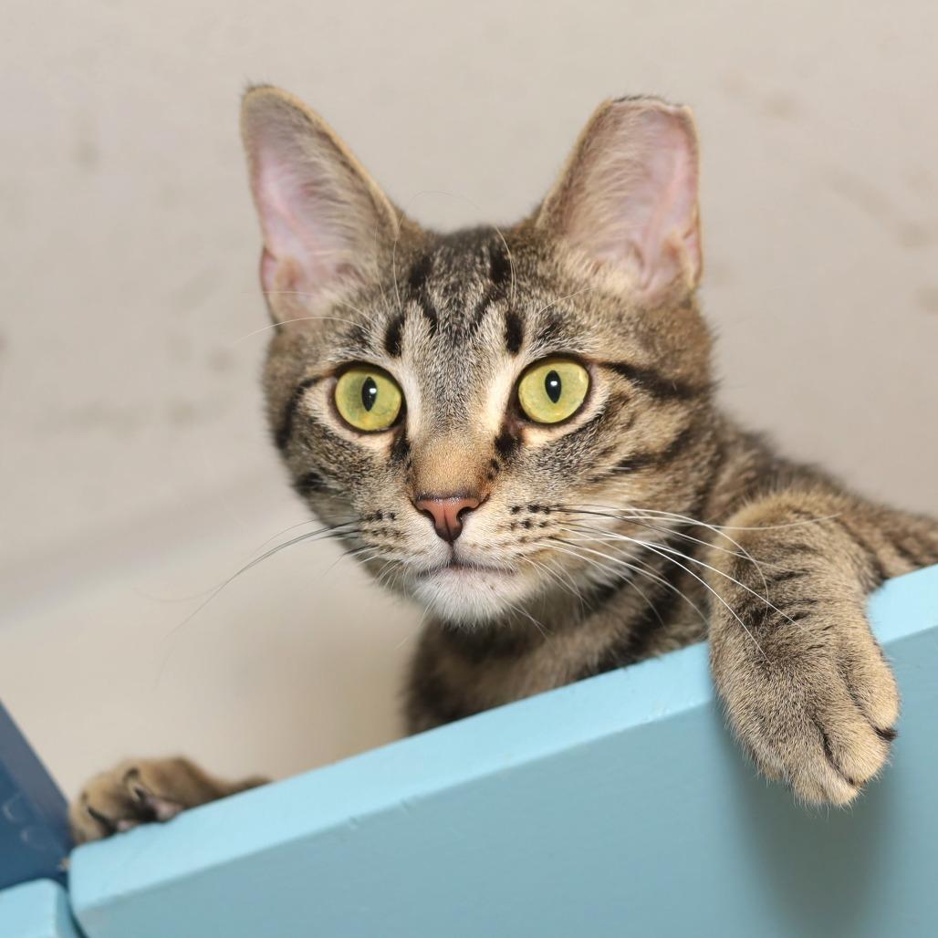 Enlarge Clarke, a Adoptable Domestic Short Hair in Evansville, IN image 3/6