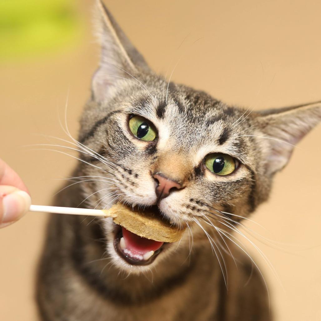 Enlarge Clarke, a Adoptable Domestic Short Hair in Evansville, IN image 4/6