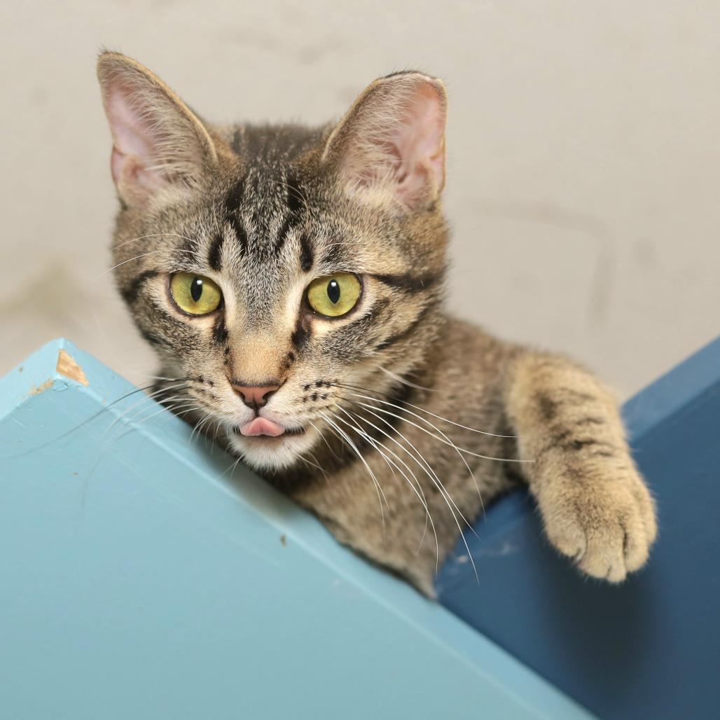 Clarke, a Adoptable Domestic Short Hair in Evansville, IN image 3/6