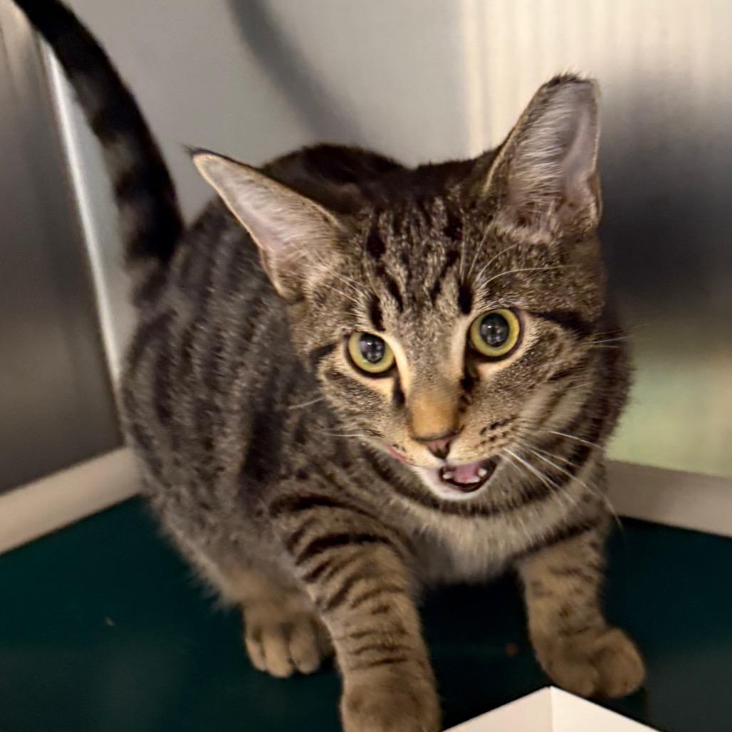 Clarke, a Adoptable Domestic Short Hair in Evansville, IN image 2/3