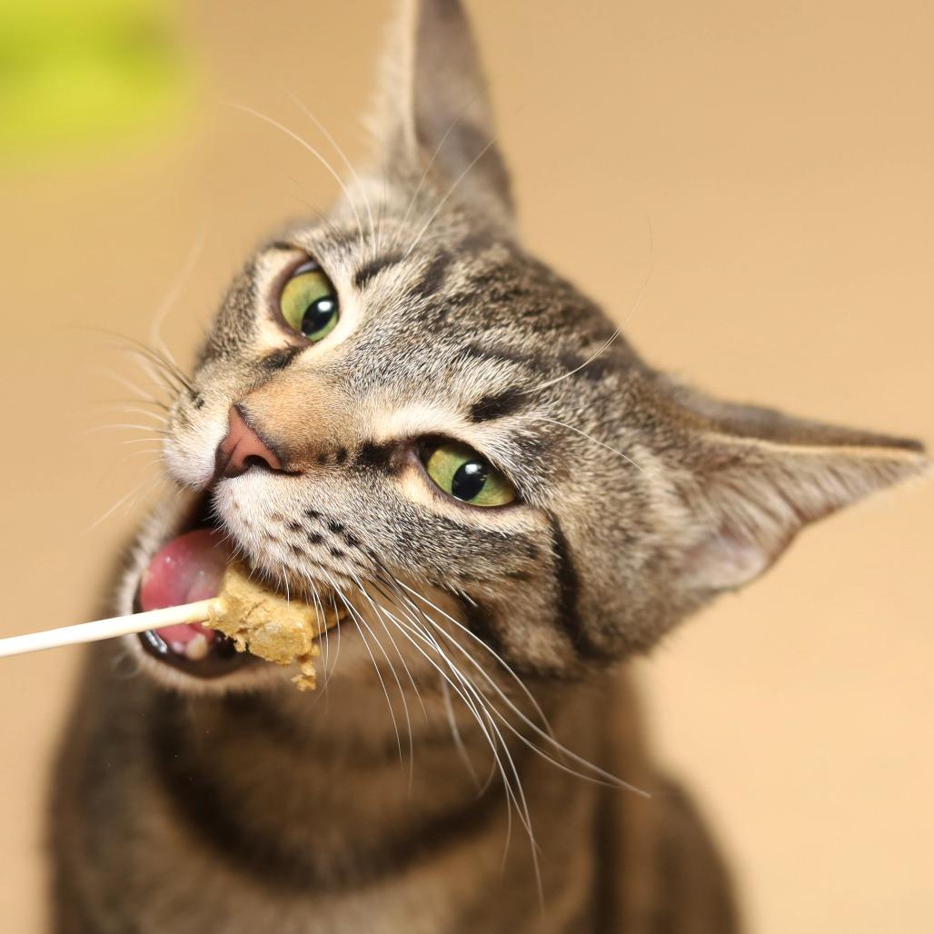 Clarke, a Adoptable Domestic Short Hair in Evansville, IN image 4/6