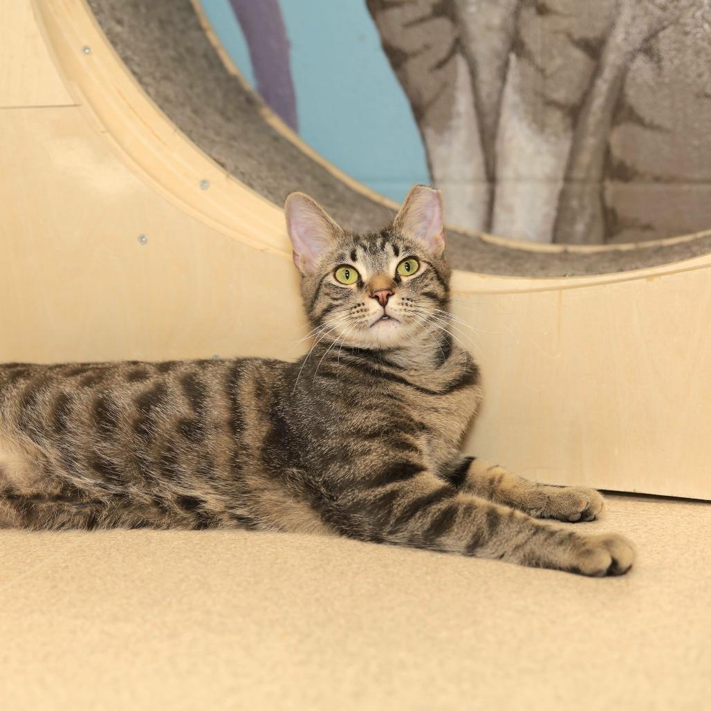 Enlarge Clarke, a Adoptable Domestic Short Hair in Evansville, IN image 5/6