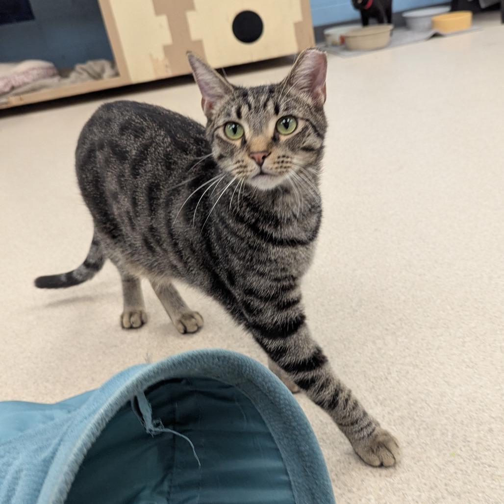 Clarke, a Adoptable Domestic Short Hair in Evansville, IN image 6/6