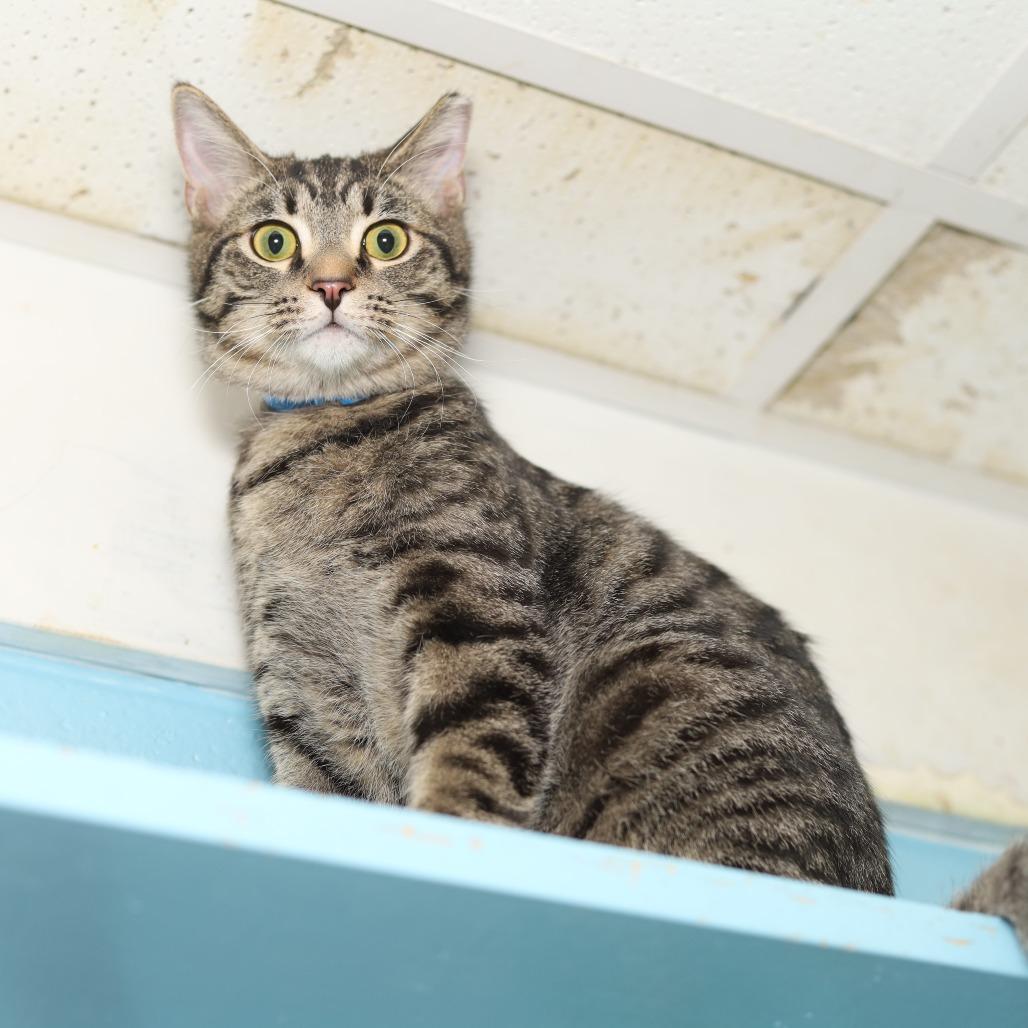 Clarke, a Adoptable Domestic Short Hair in Evansville, IN image 3/3