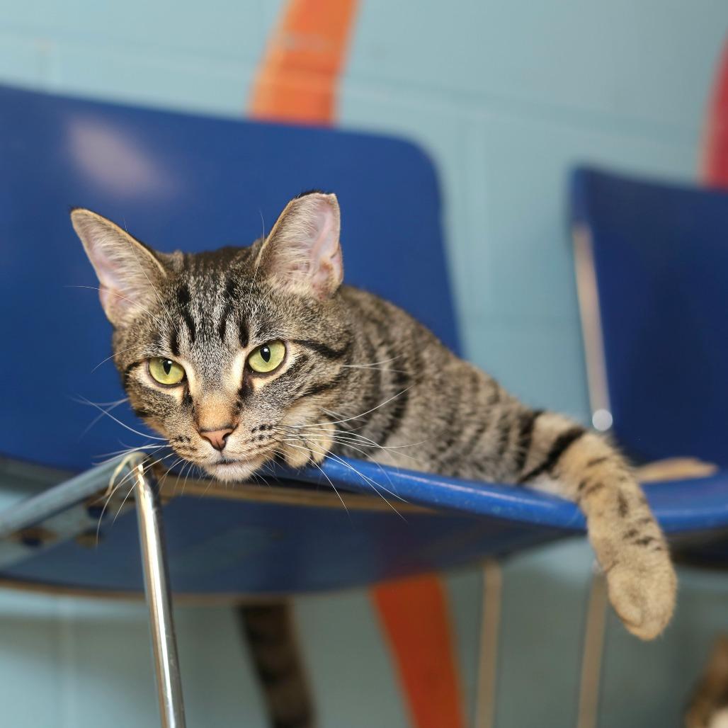 Clarke, a Adoptable Domestic Short Hair in Evansville, IN image 6/6