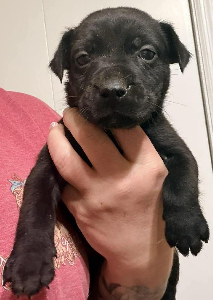 Song, Adoptable, Puppy Male Labrador Retriever & Australian Shepherd.