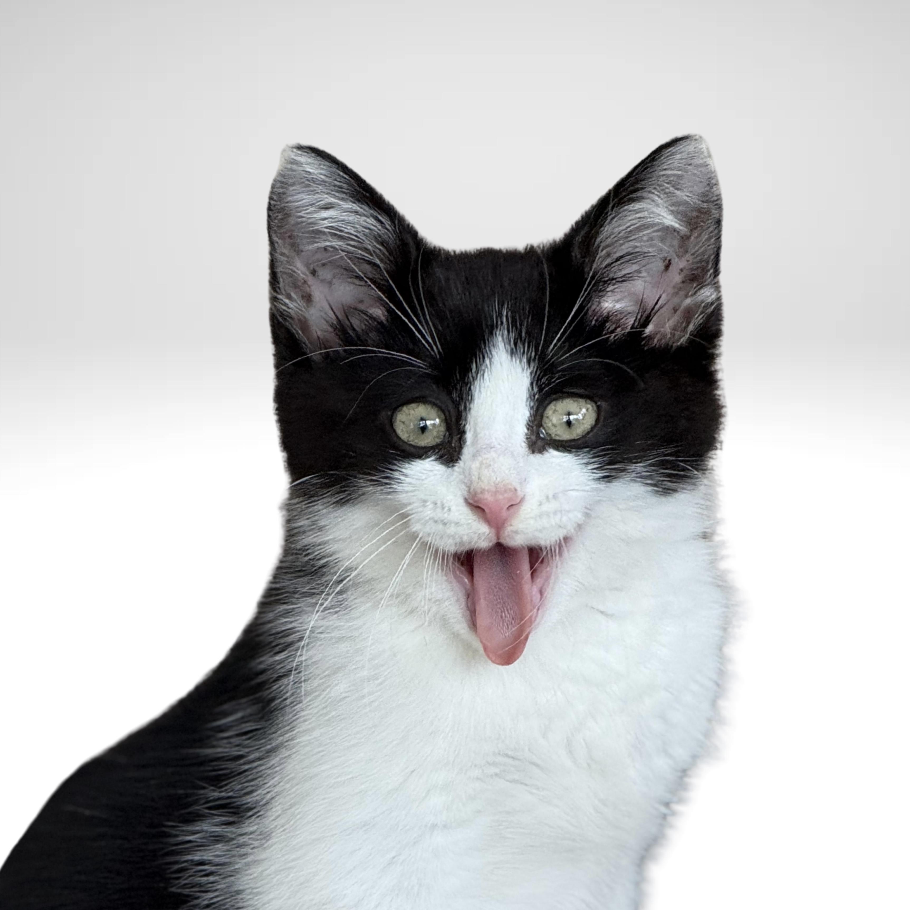 Enlarge Guppy - 3 Legs, No problem!, a Adopted Domestic Medium Hair in West Haven, CT image 1/3