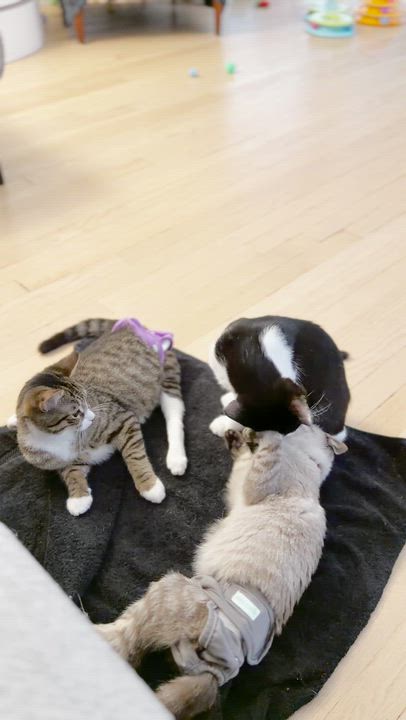 Enlarge Guppy - 3 Legs, No problem!, a Adopted Domestic Medium Hair in West Haven, CT video 2/3