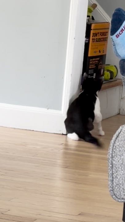 Enlarge Guppy - 3 Legs, No problem!, a Adopted Domestic Medium Hair in West Haven, CT video 3/3