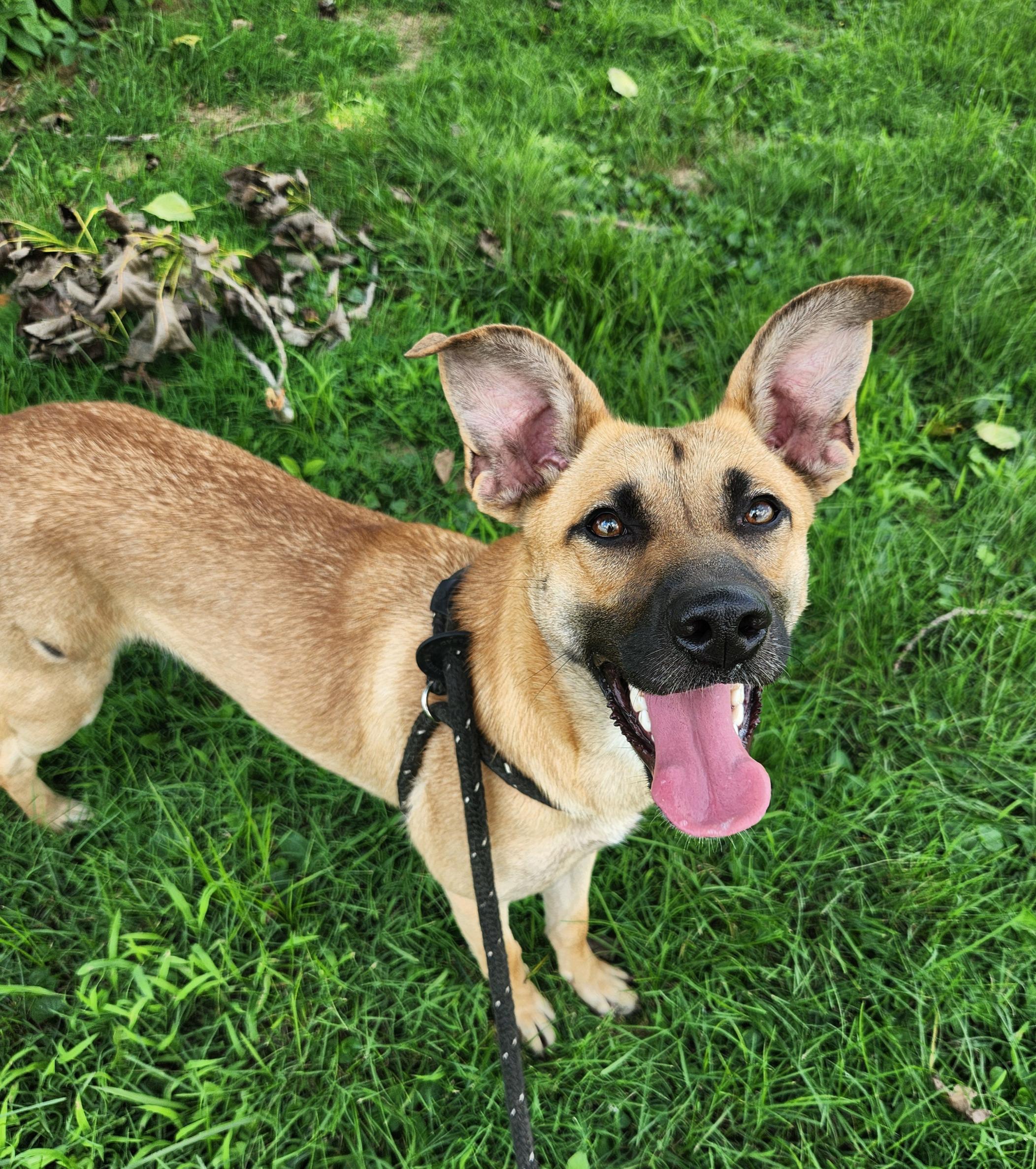 Ivy, ADOPTABLE, Adult Female Shepherd.