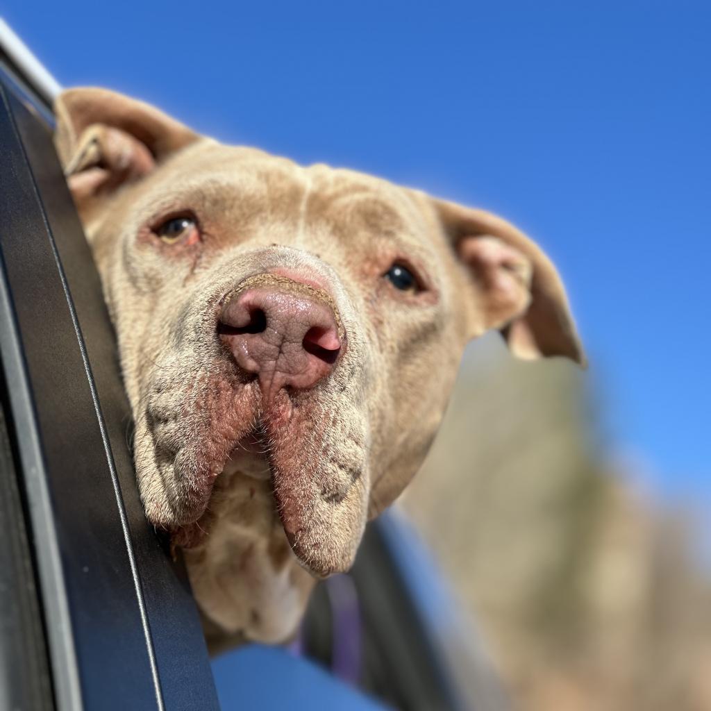 Lincoln — thumbnail 5