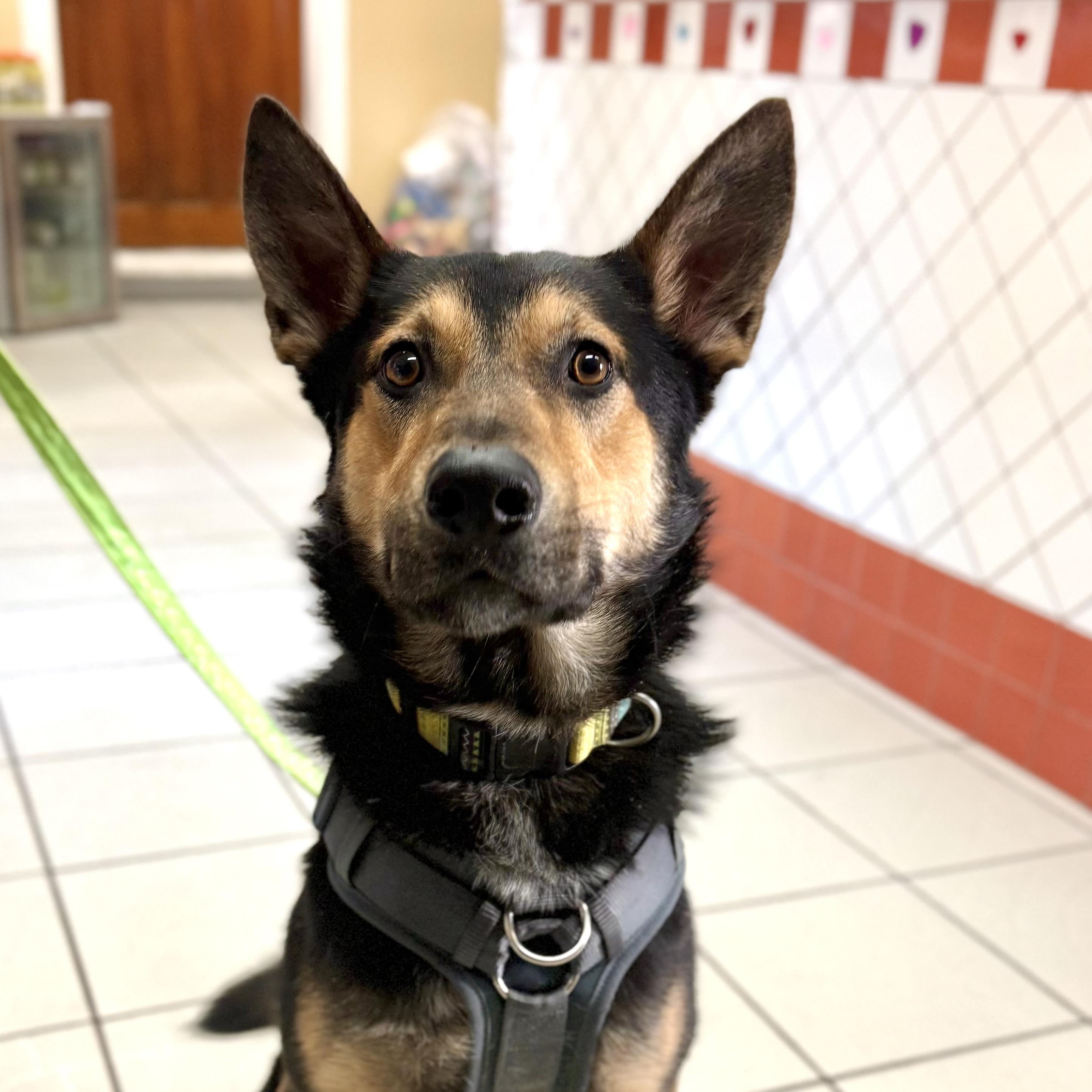 ARLO, ADOPTABLE, Young Male Shepherd.