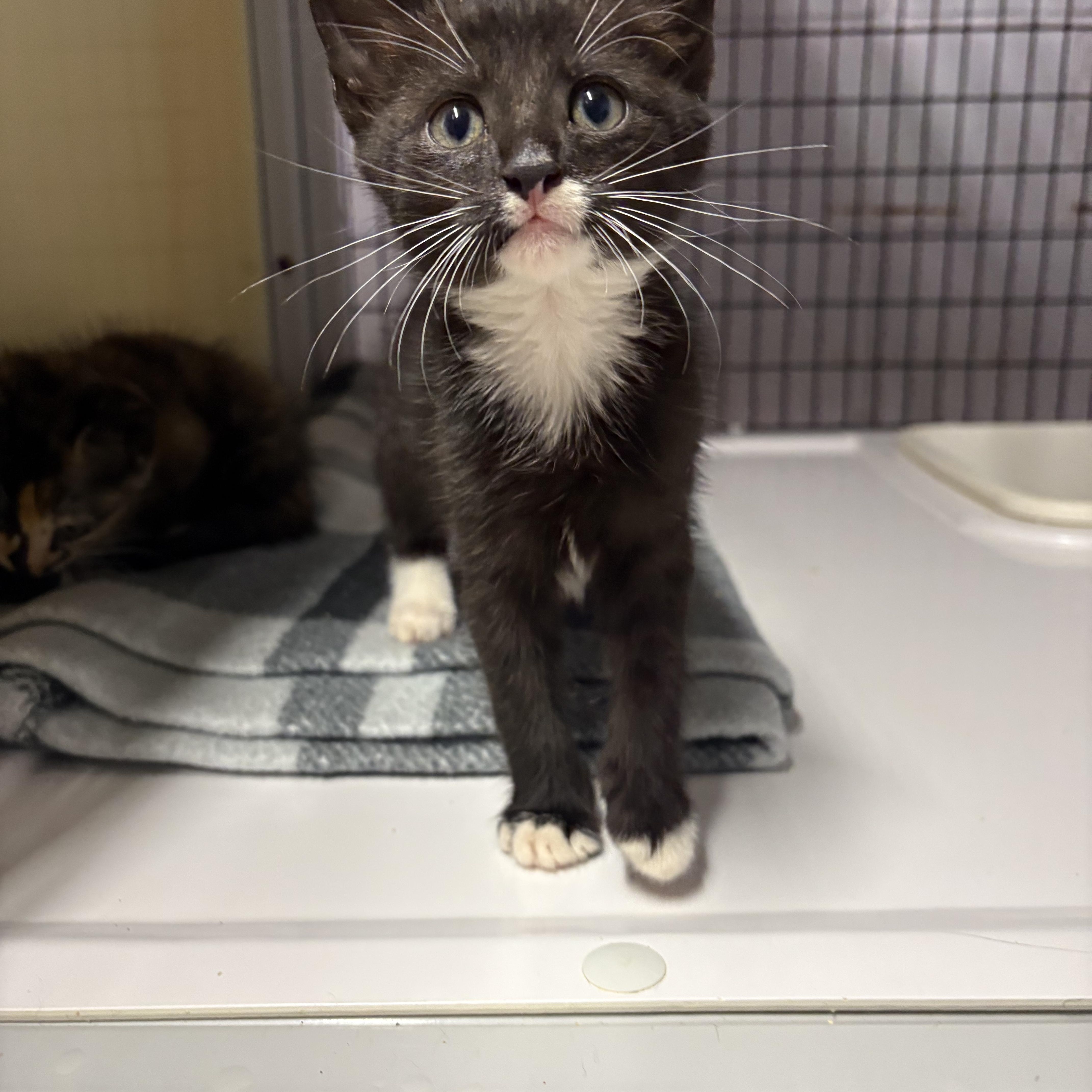 Nike, Adoptable, Kitten Male Domestic Short Hair.