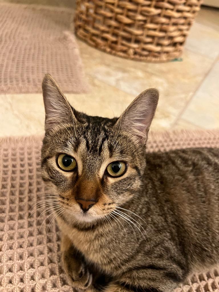 Monkey, Adoptable, Young Female Domestic Short Hair.