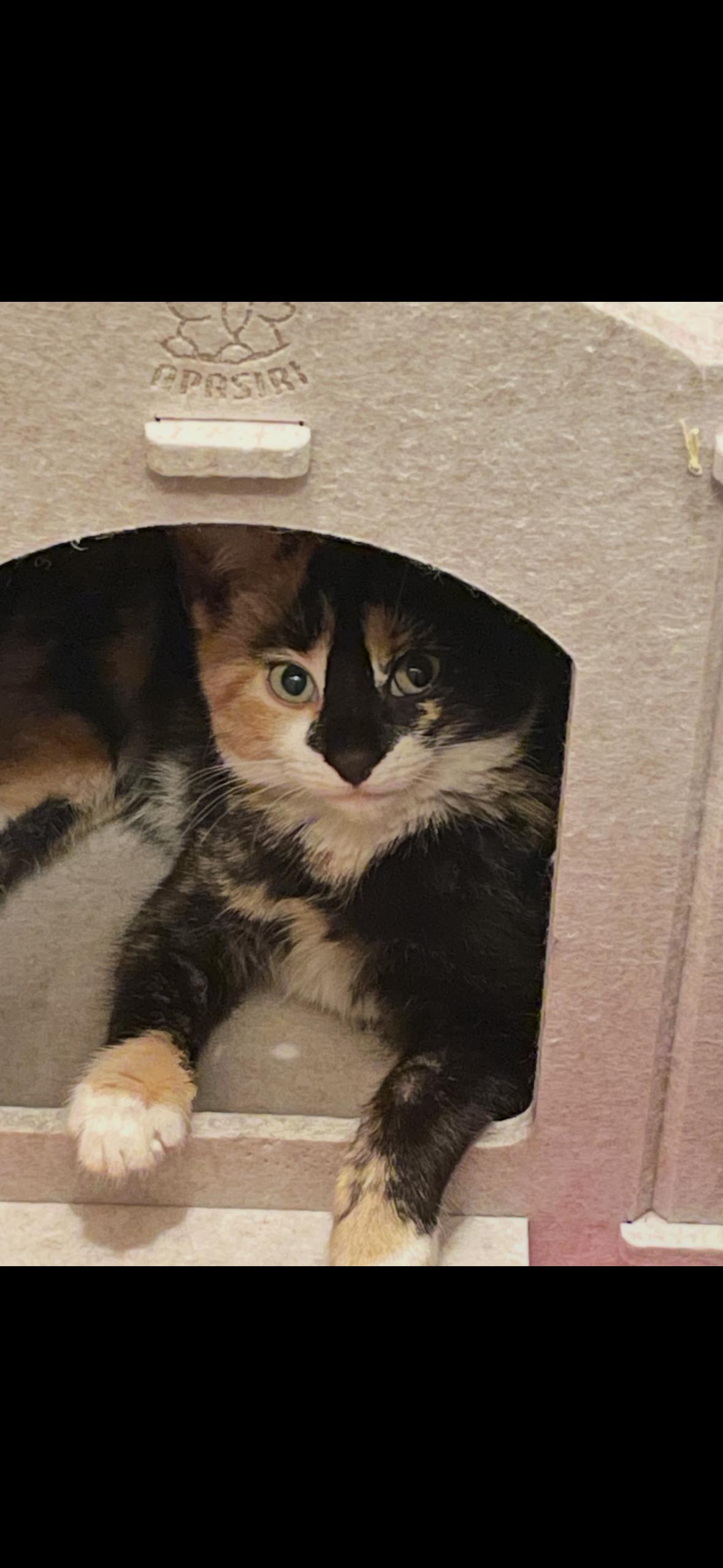 Enlarge Daisy, a ADOPTABLE Calico in Brooklyn, NY image 2/2