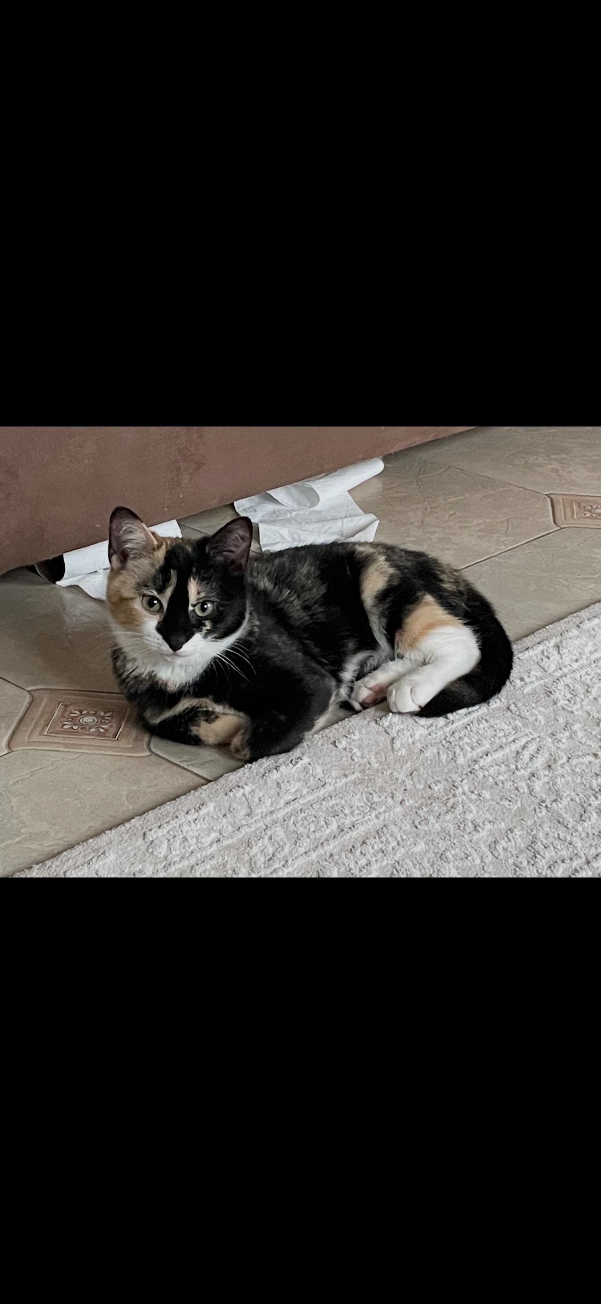 Enlarge Daisy, a ADOPTABLE Calico in Brooklyn, NY image 1/2