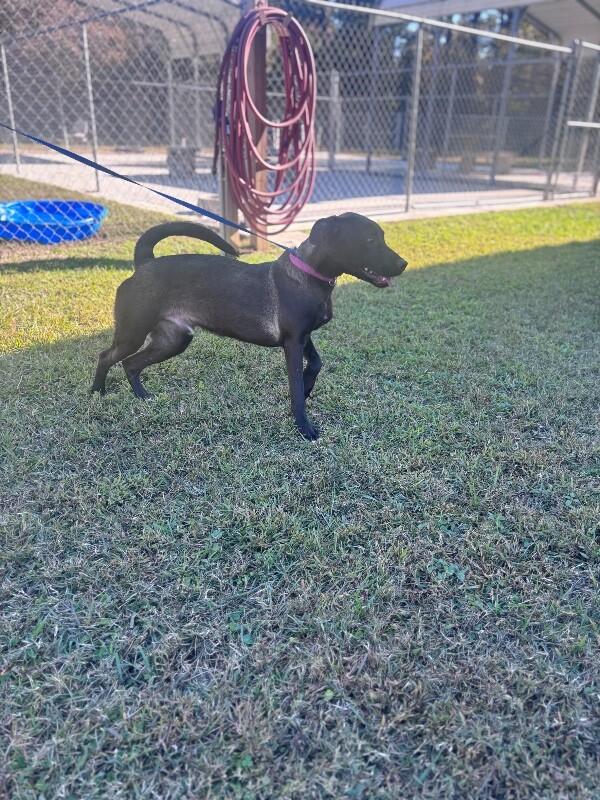 Enlarge Brody, a Adoptable mixed breed in Burgaw, NC image 1/2