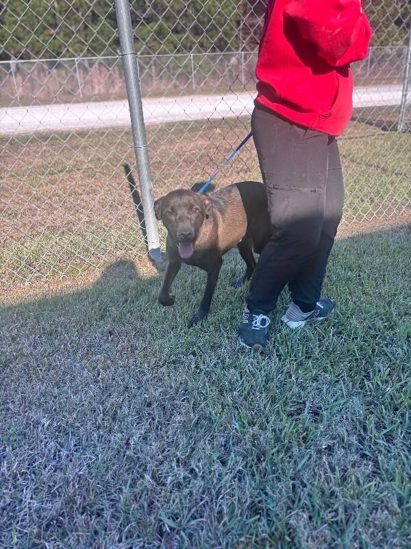 Enlarge Brody, a Adoptable mixed breed in Burgaw, NC image 2/2