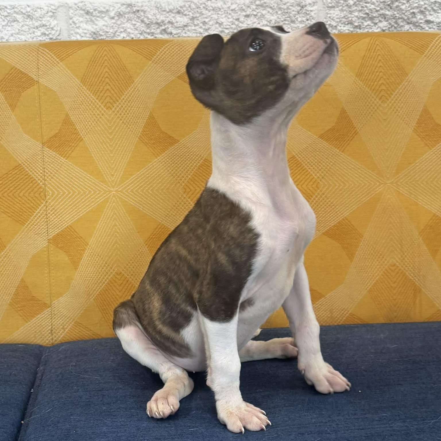 Astrid, an adopted mixed breed in Danbury, CT image 2/5