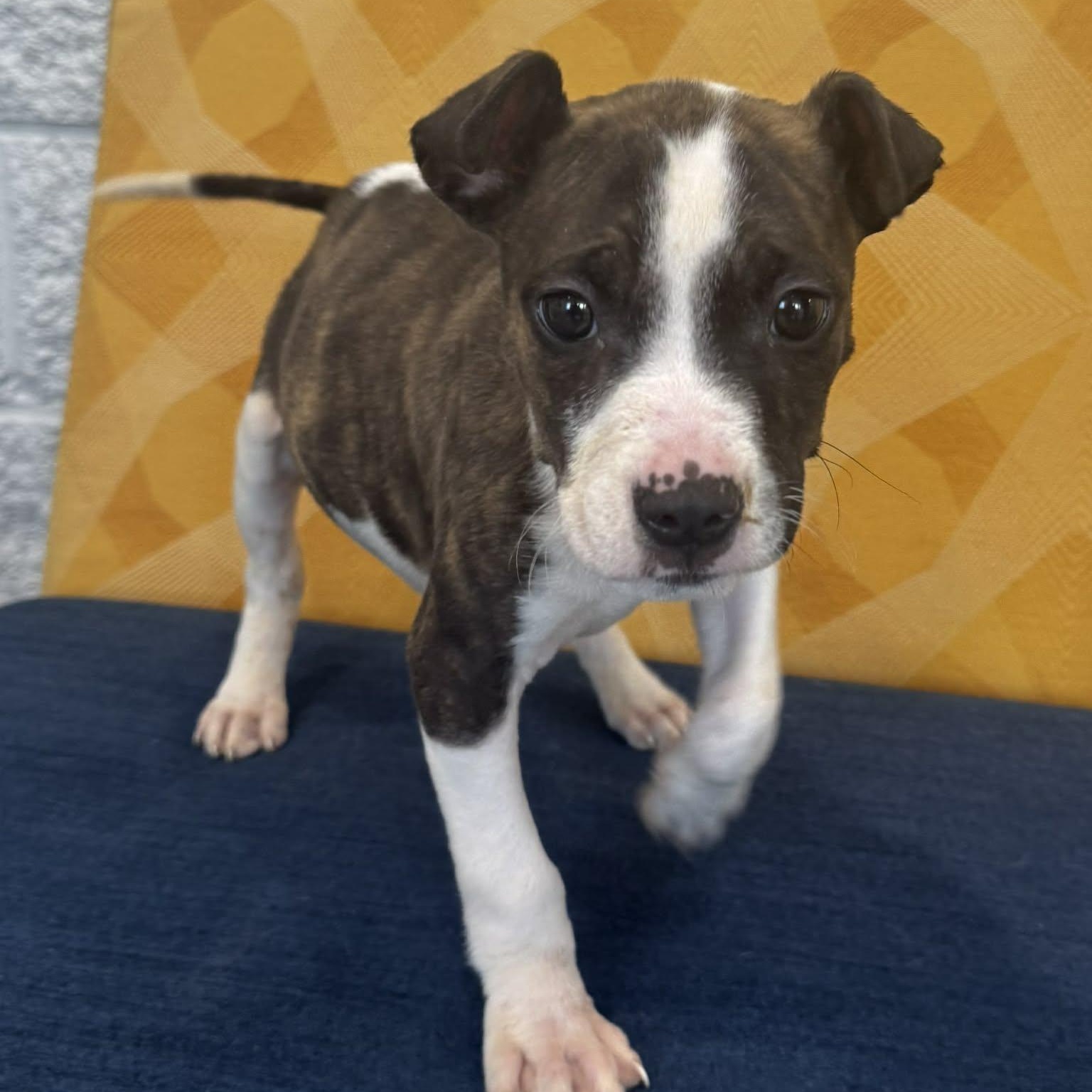 Astrid, ADOPTABLE, Puppy Female Terrier.