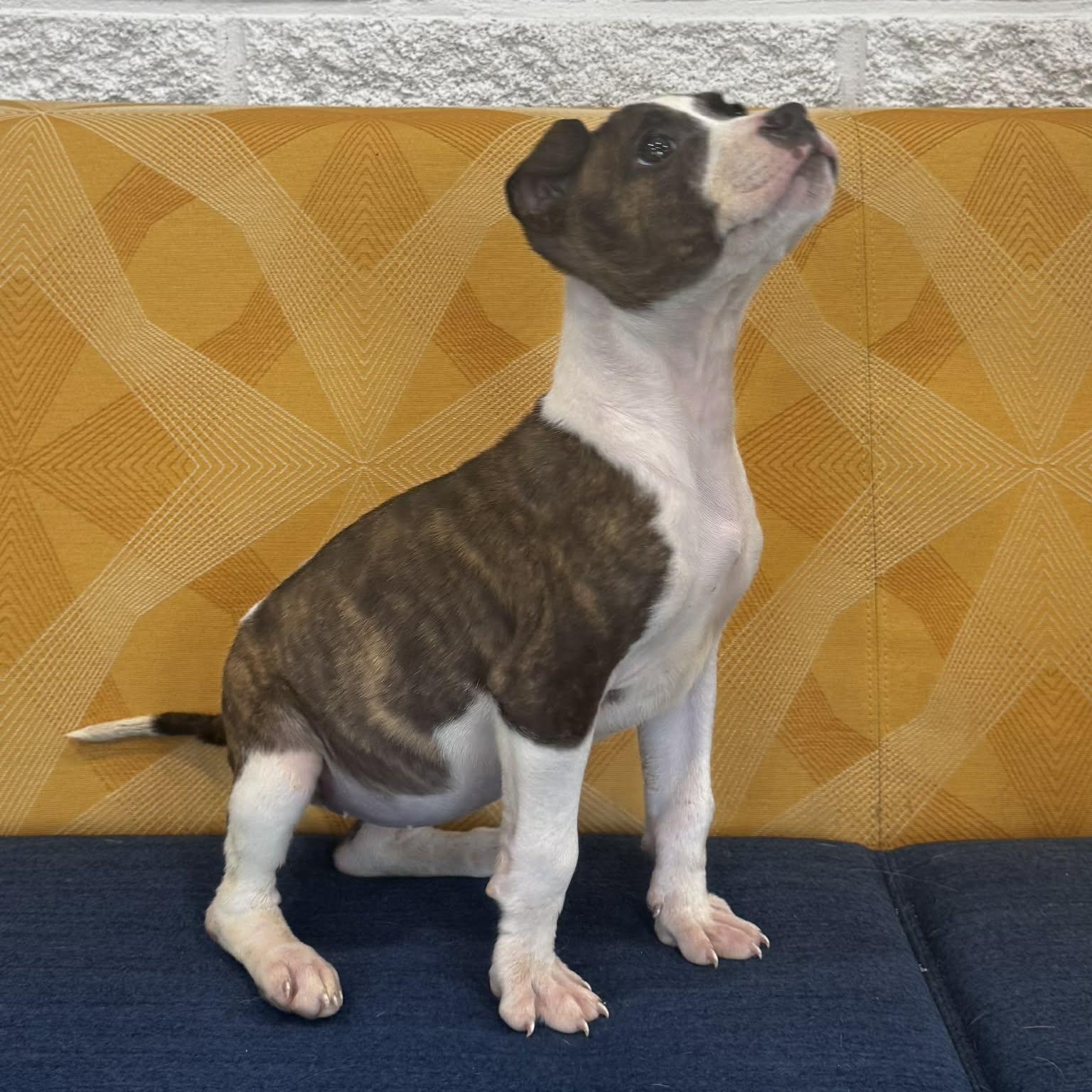 Astrid, an adopted mixed breed in Danbury, CT image 4/5