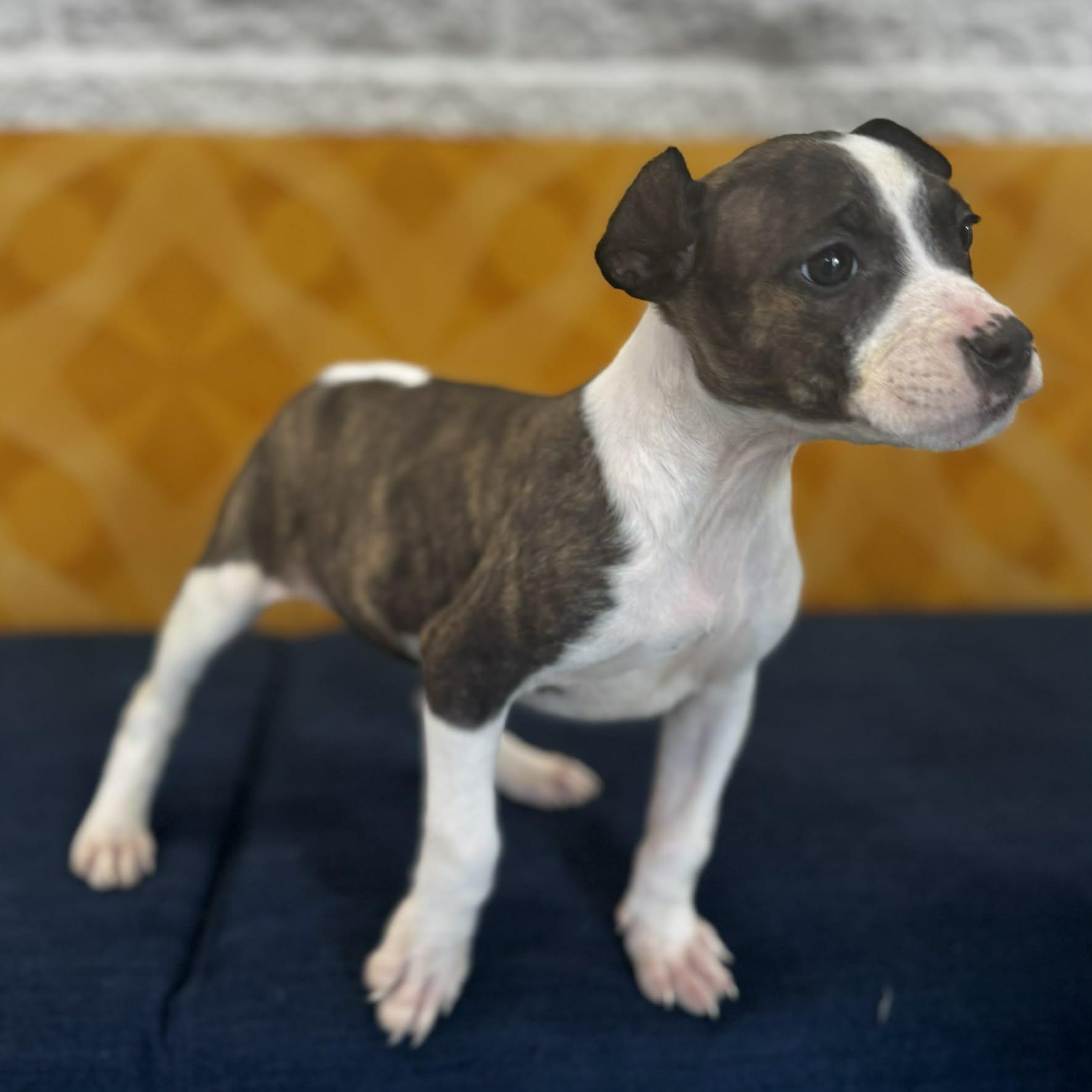 Astrid, an adopted mixed breed in Danbury, CT image 5/5