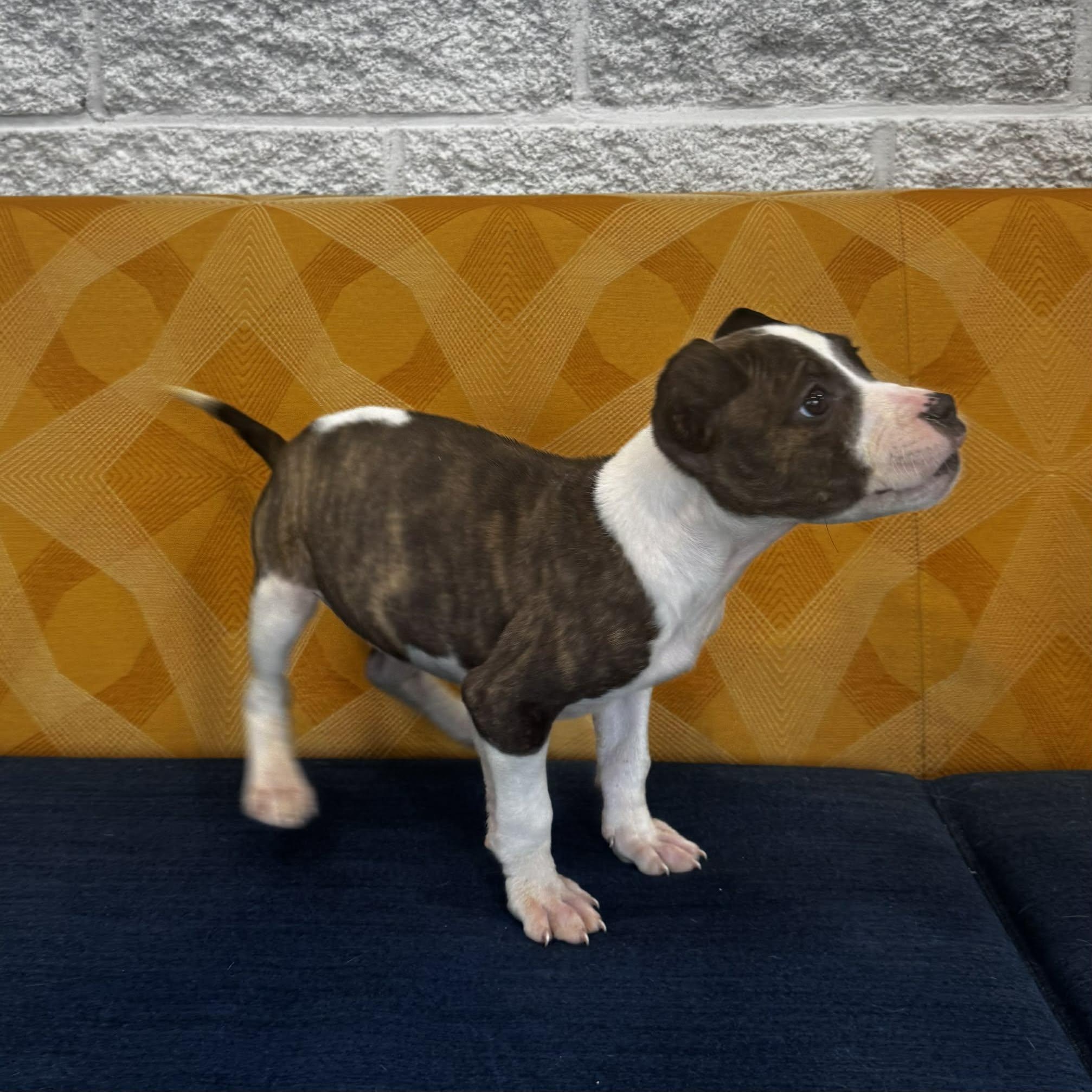 Astrid, an adopted mixed breed in Danbury, CT image 3/5