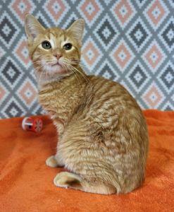 Enlarge Preston, a ADOPTABLE Domestic Short Hair in Bucyrus, OH image 3/3