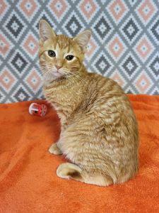 Enlarge Preston, a ADOPTABLE Domestic Short Hair in Bucyrus, OH image 1/3