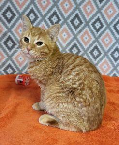 Enlarge Preston, a ADOPTABLE Domestic Short Hair in Bucyrus, OH image 2/3