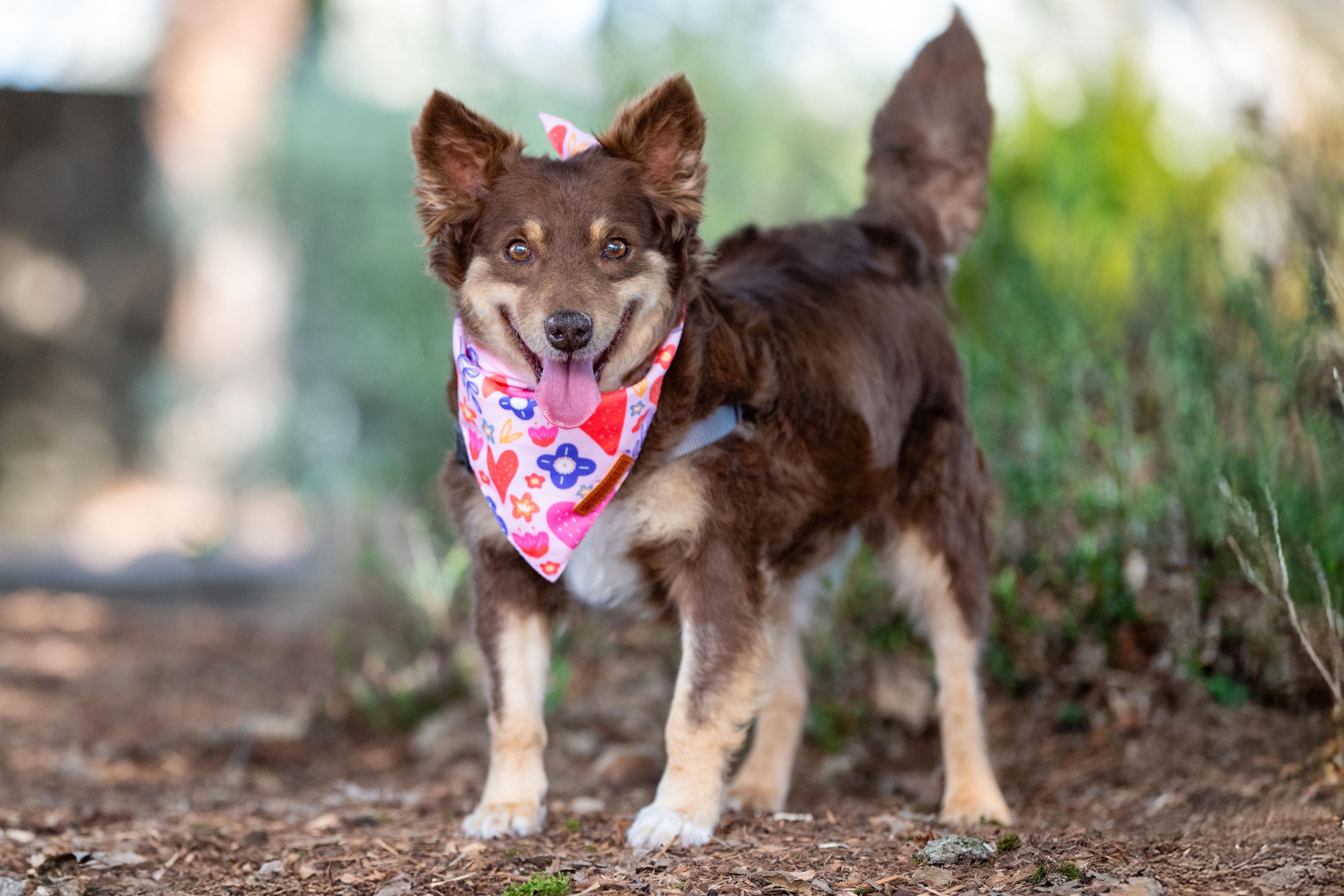 Enlarge Galleta, an adopted mixed breed in Santa Rosa, CA image 2/3