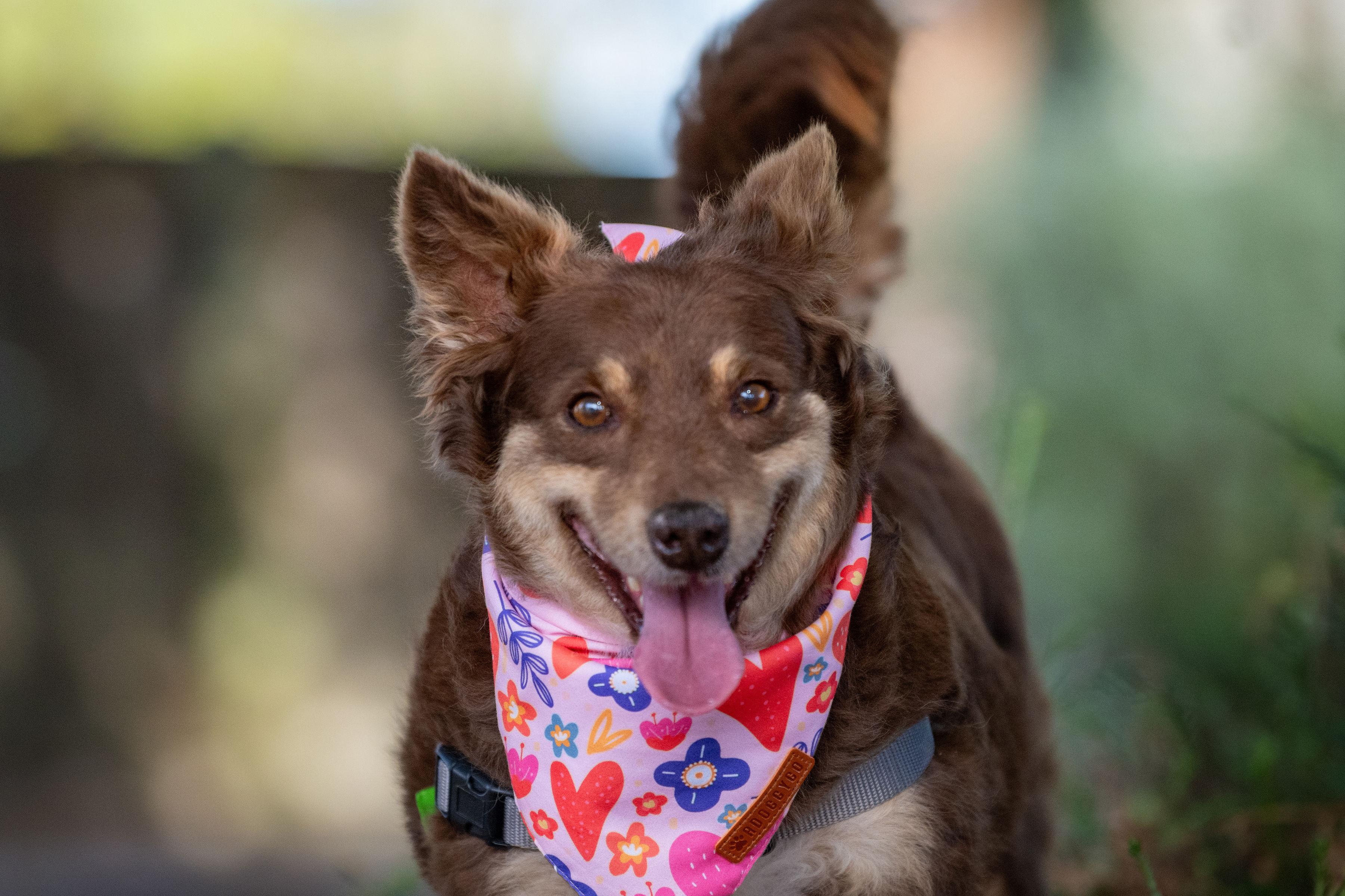 Enlarge Galleta, an adopted mixed breed in Santa Rosa, CA image 3/3