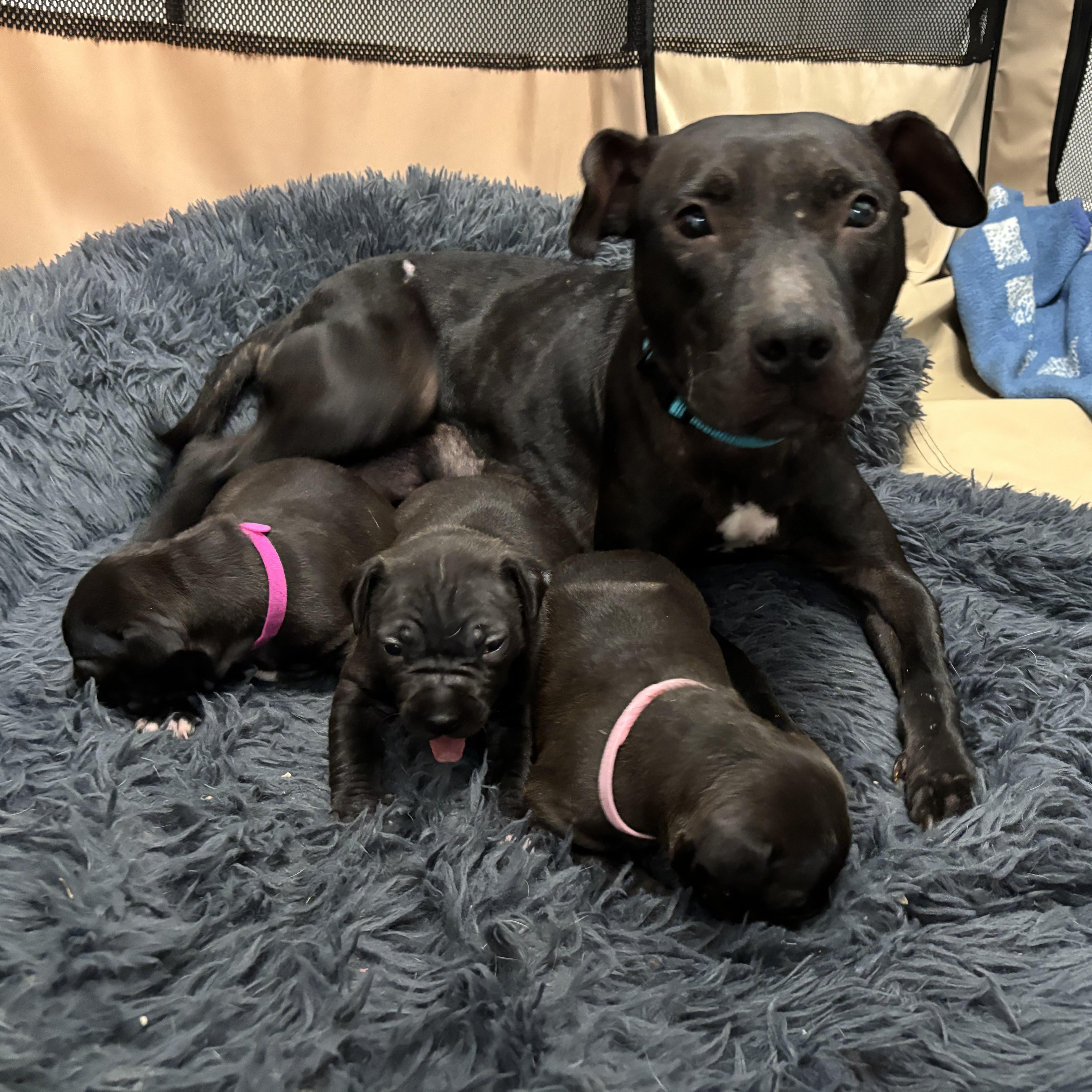 NYLAH (and her Puppies!)