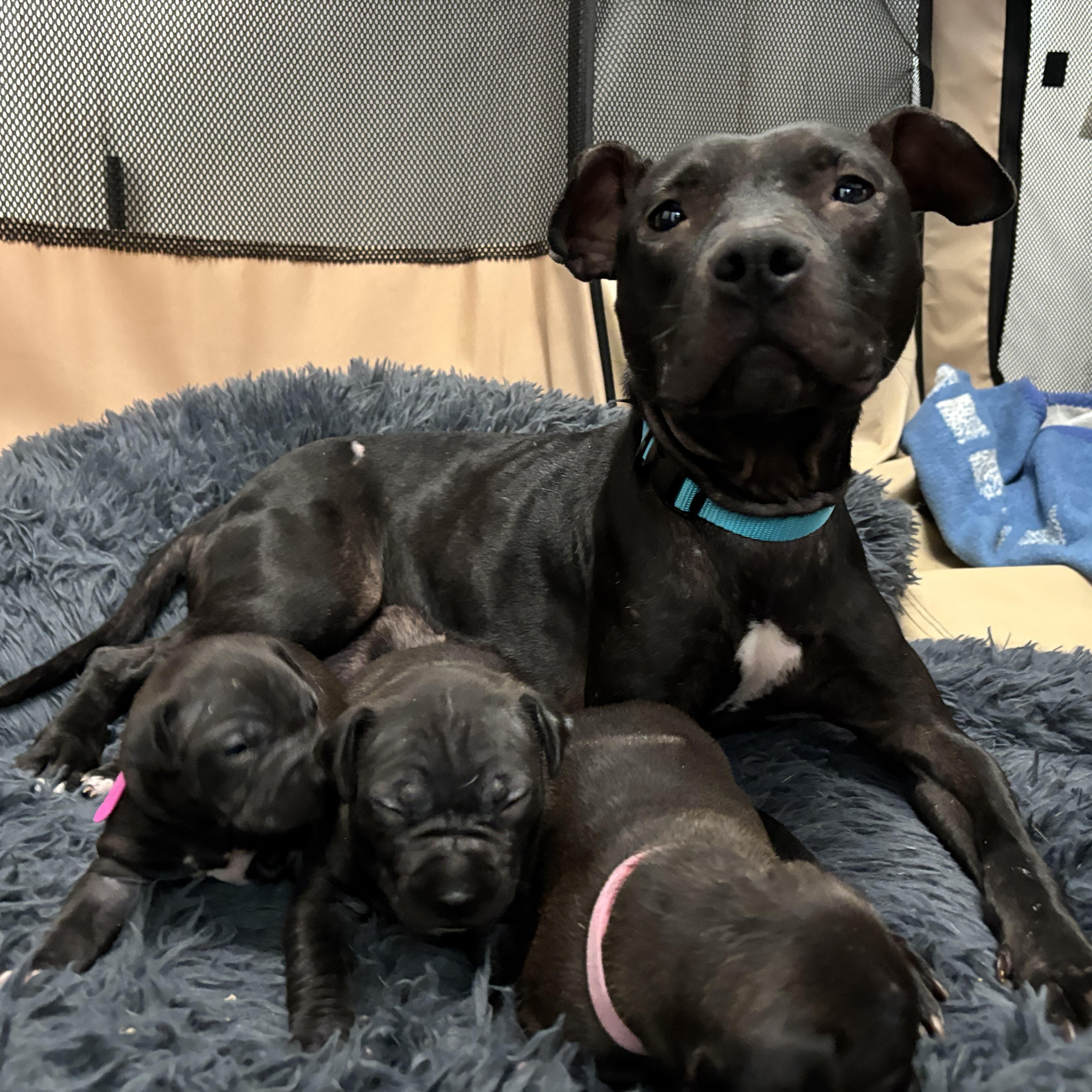 NYLAH (and her Puppies!)