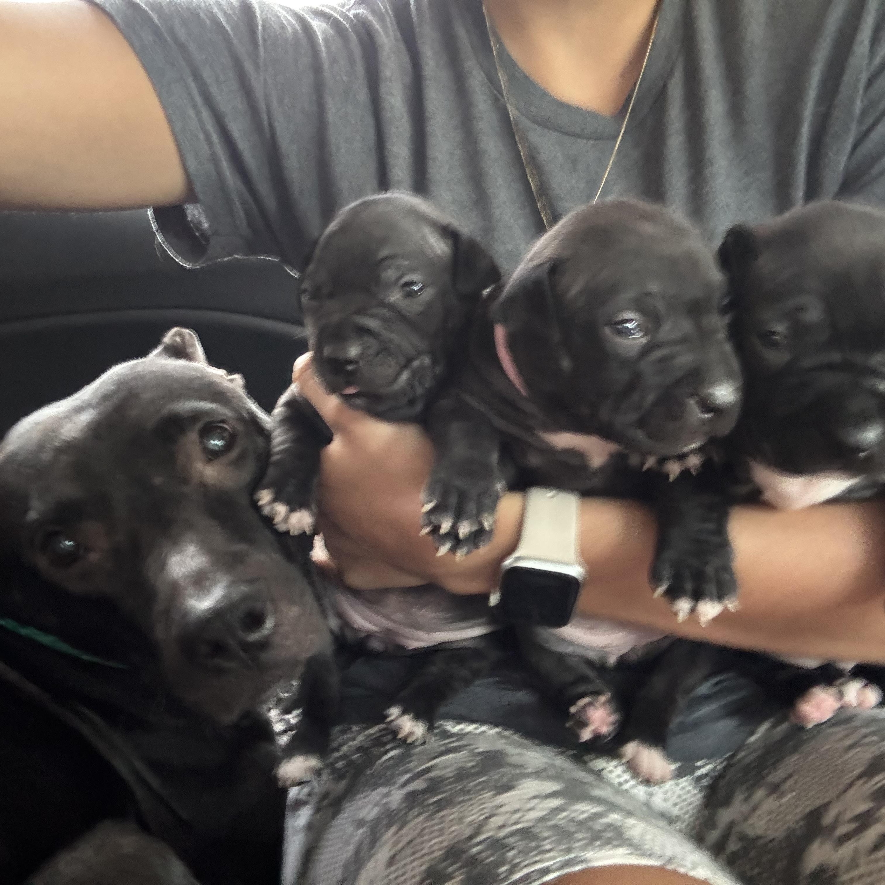 NYLAH (and her Puppies!)