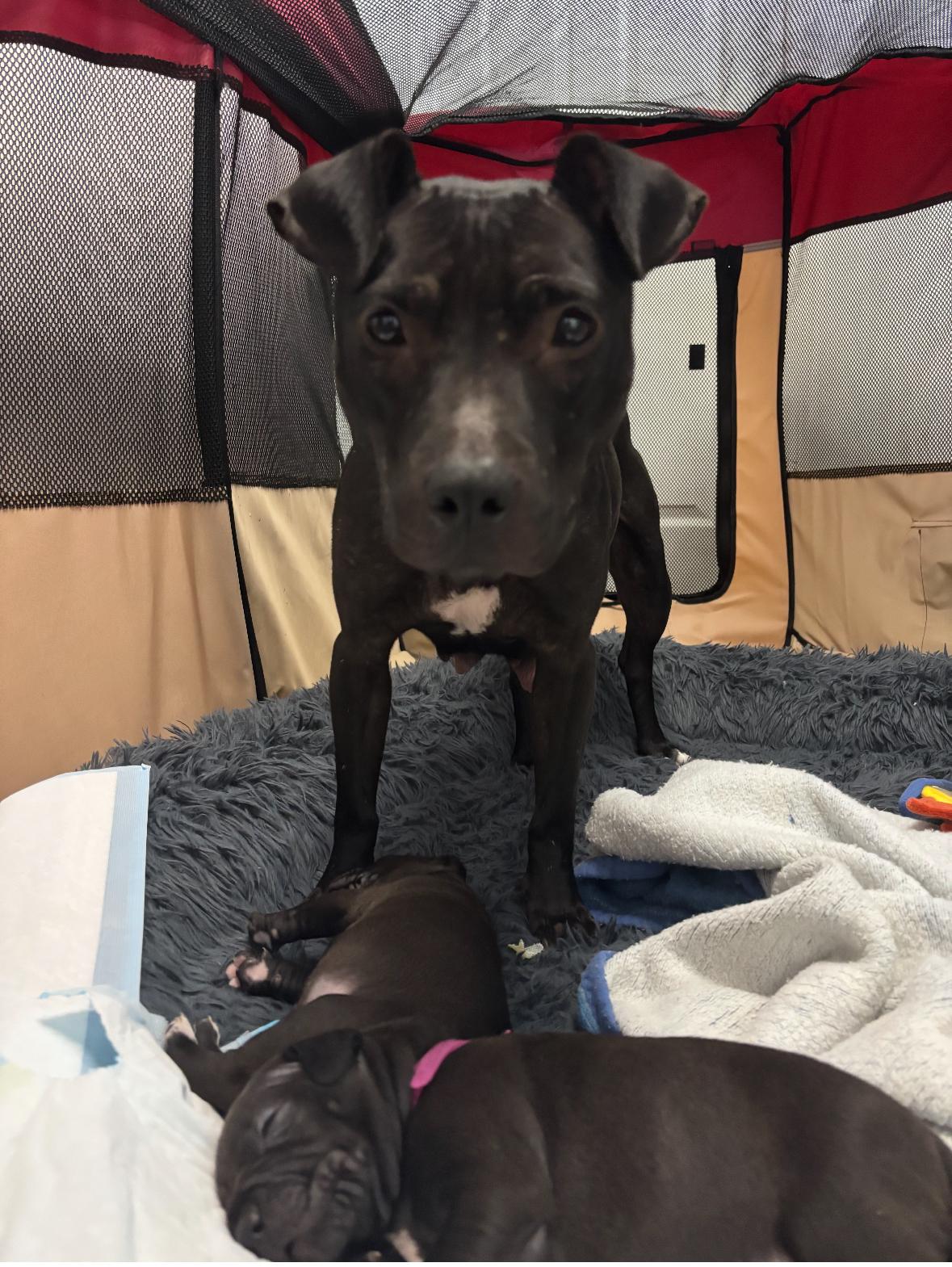 NYLAH (and her Puppies!)