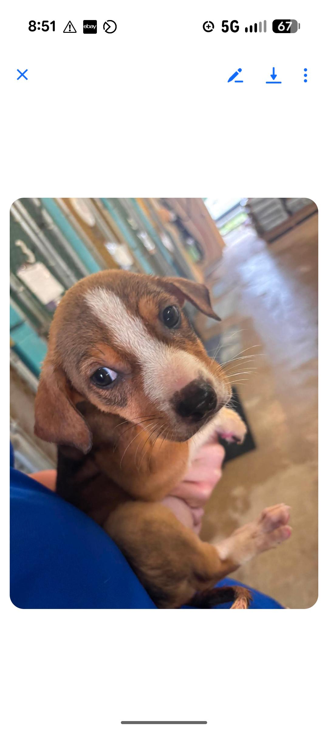 Enlarge BUDDY, a ADOPTABLE mixed breed in Browns Mills, NJ image 1/1