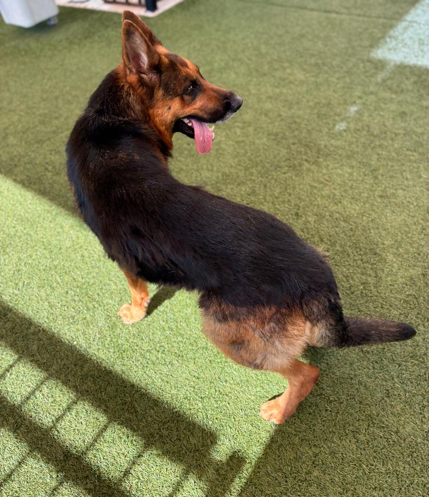 Kallie, Adoptable, Adult Female German Shepherd Dog.