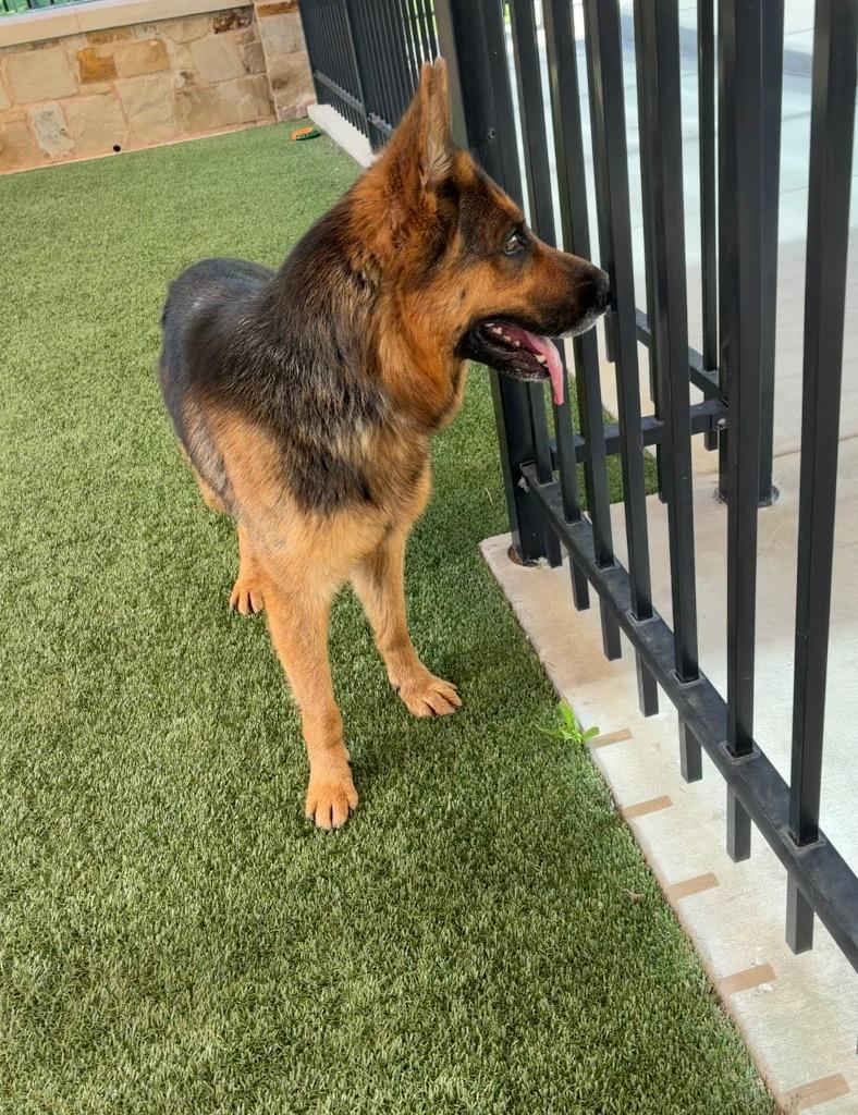 Enlarge Kallie, a Adoptable German Shepherd Dog in Seguin, TX image 2/4