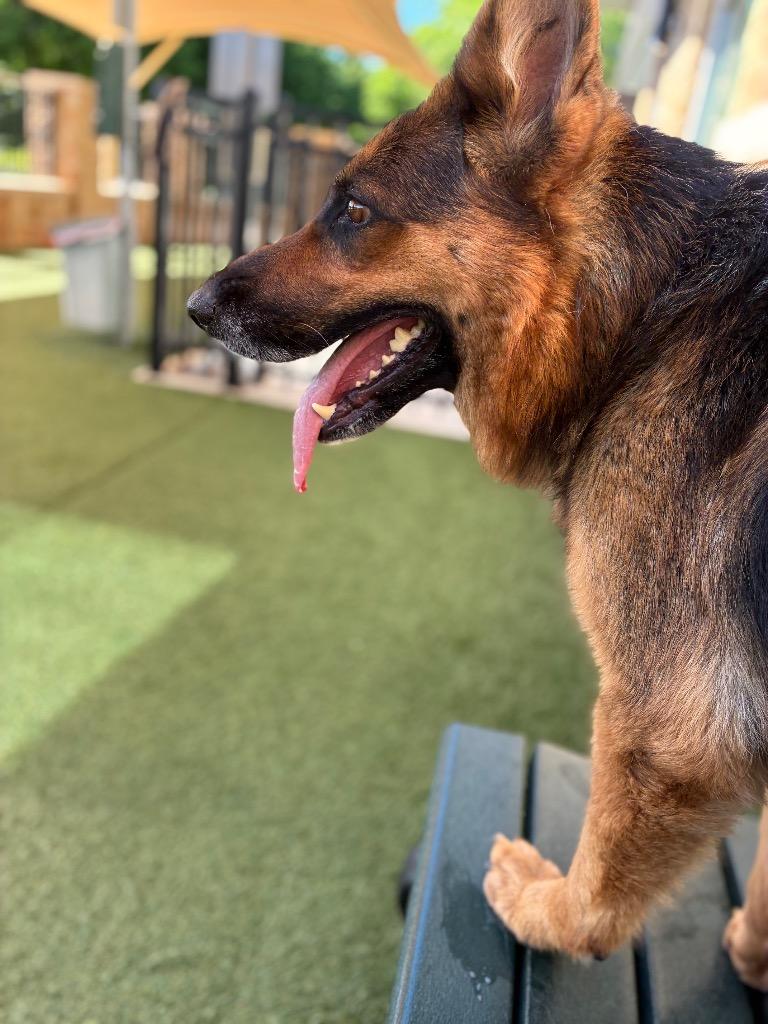 Enlarge Kallie, a Adoptable German Shepherd Dog in Seguin, TX image 3/4