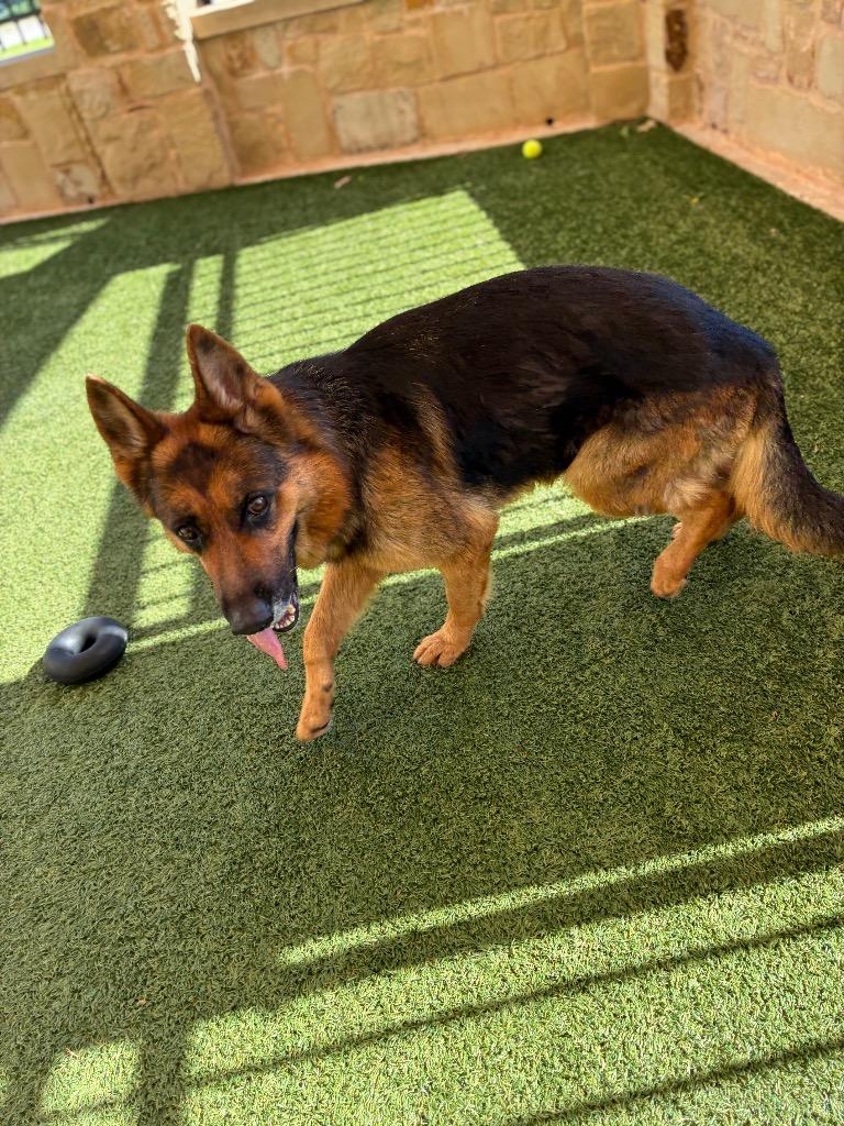 Enlarge Kallie, a Adoptable German Shepherd Dog in Seguin, TX image 4/4